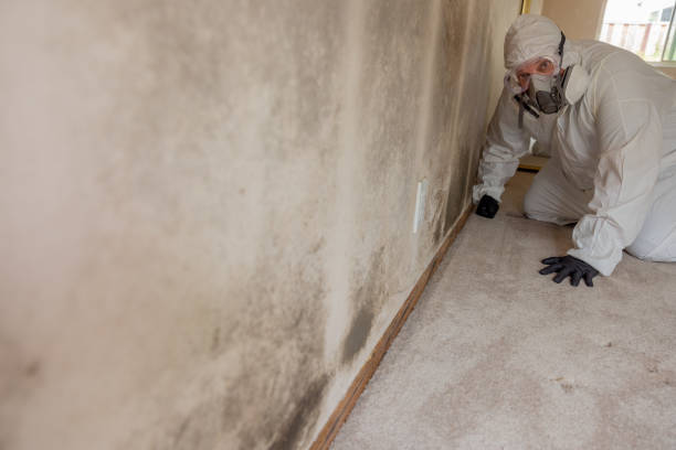 Best Emergency Mold Remediation  in Val Verde Park, TX